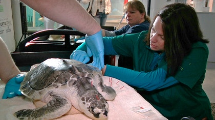 Two endangered sea turtles that are shells of their former selves after getting stranded on Cape Cod during a cold spell are getting some help easing back into the wild -- from an acupuncturist.